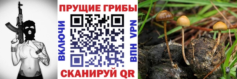 Купить где  Вилюйск  Галлюциногенные грибы Cubensis 